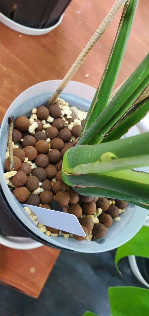 ぐんぐん玉残り2セットのみ1㎏業務用増量タイプ通常15,000円→10,000円