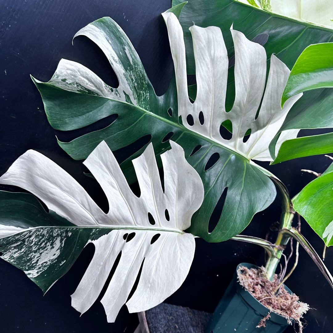 モンステラ斑入りハーフムーンホワイトタイガー極美斑入り　　 73cm