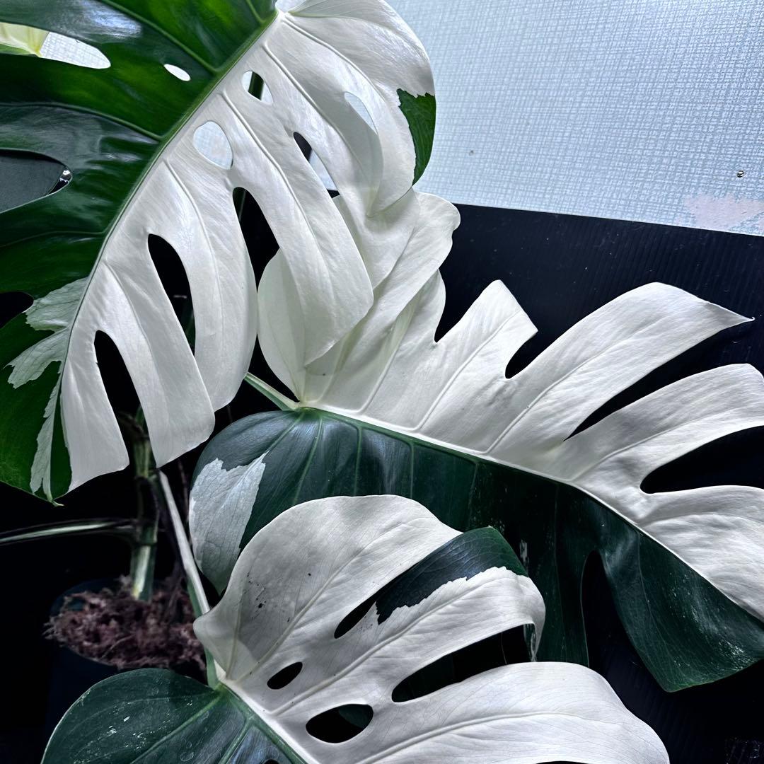 モンステラ斑入りハーフムーンホワイトタイガー極美斑入り　　 73cm