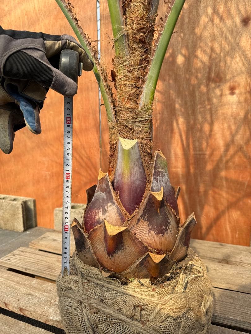 す*け様 ココスヤシシルバーリーフ【極太】葉先200cm幹回り70cm 幹高30