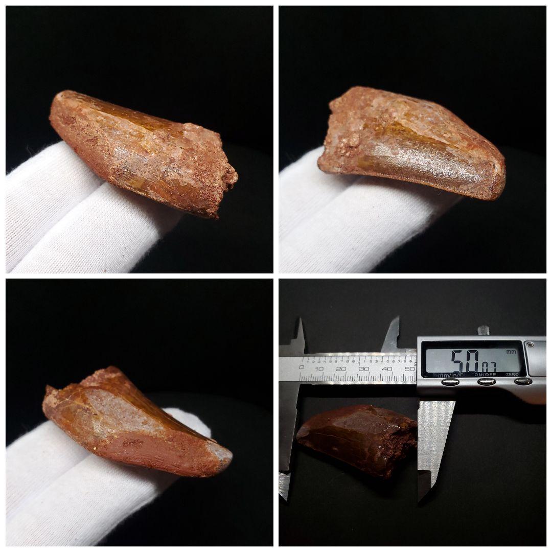 カルカロドントサウルス 歯 化石 本物 モロッコ産 50.07mm fca14