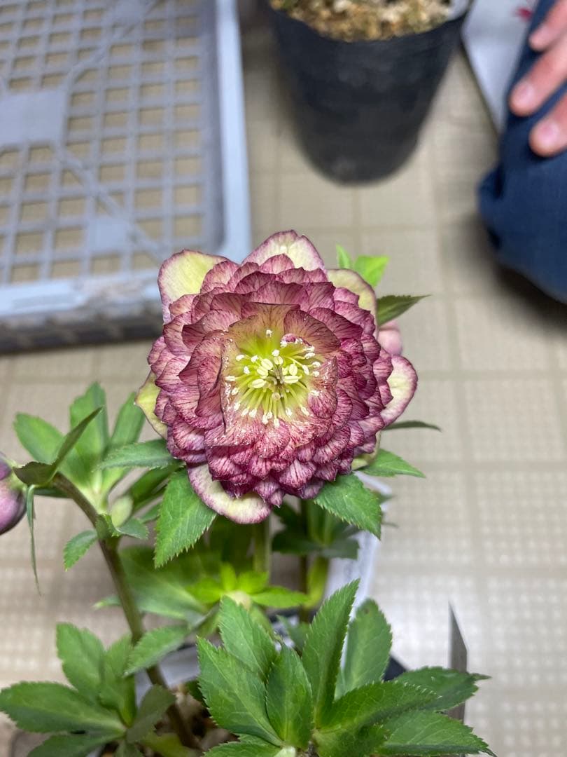 加藤農園 アンティークアフロディーテ クリスマスローズ