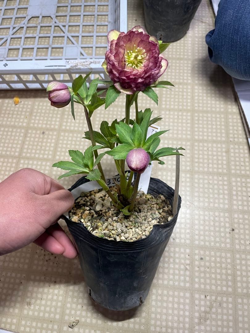 加藤農園 アンティークアフロディーテ クリスマスローズ