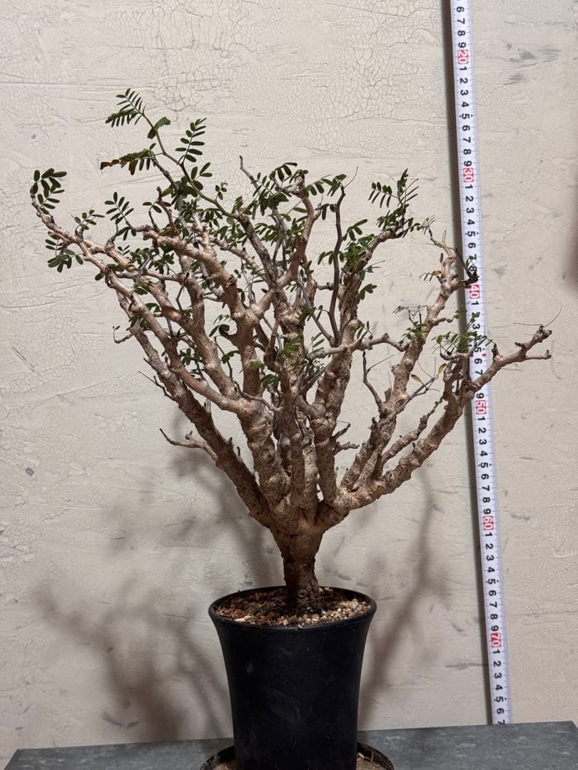 センナメリディオナリス