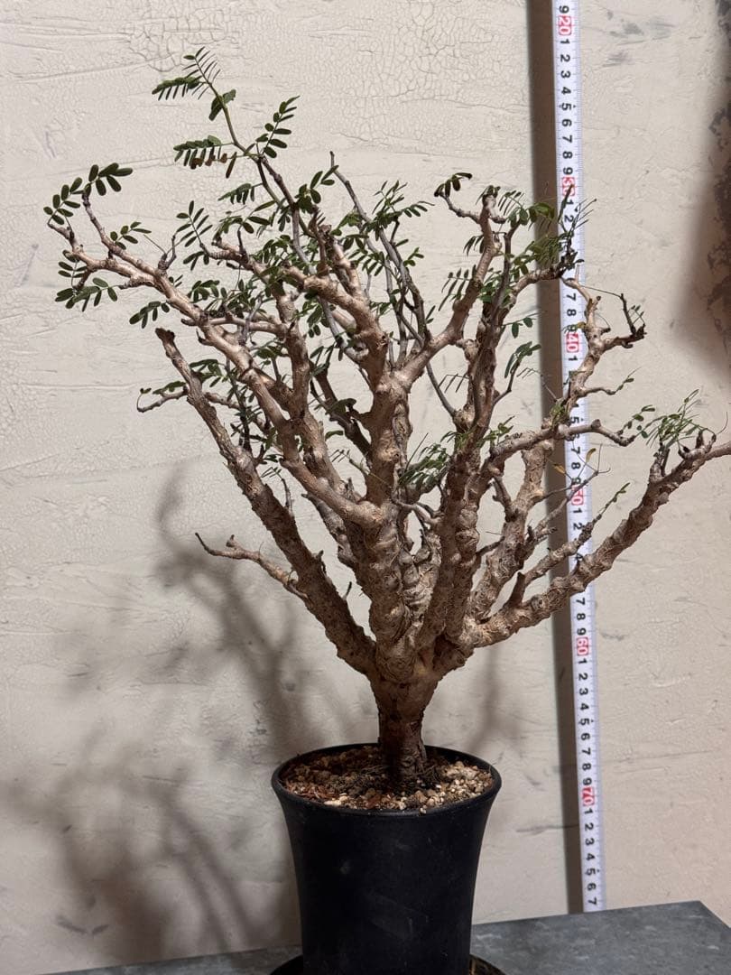 センナメリディオナリス