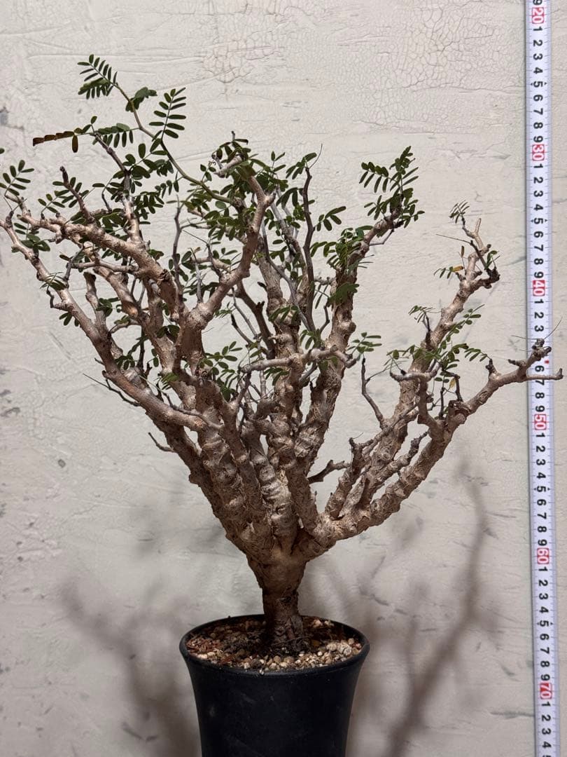 センナメリディオナリス