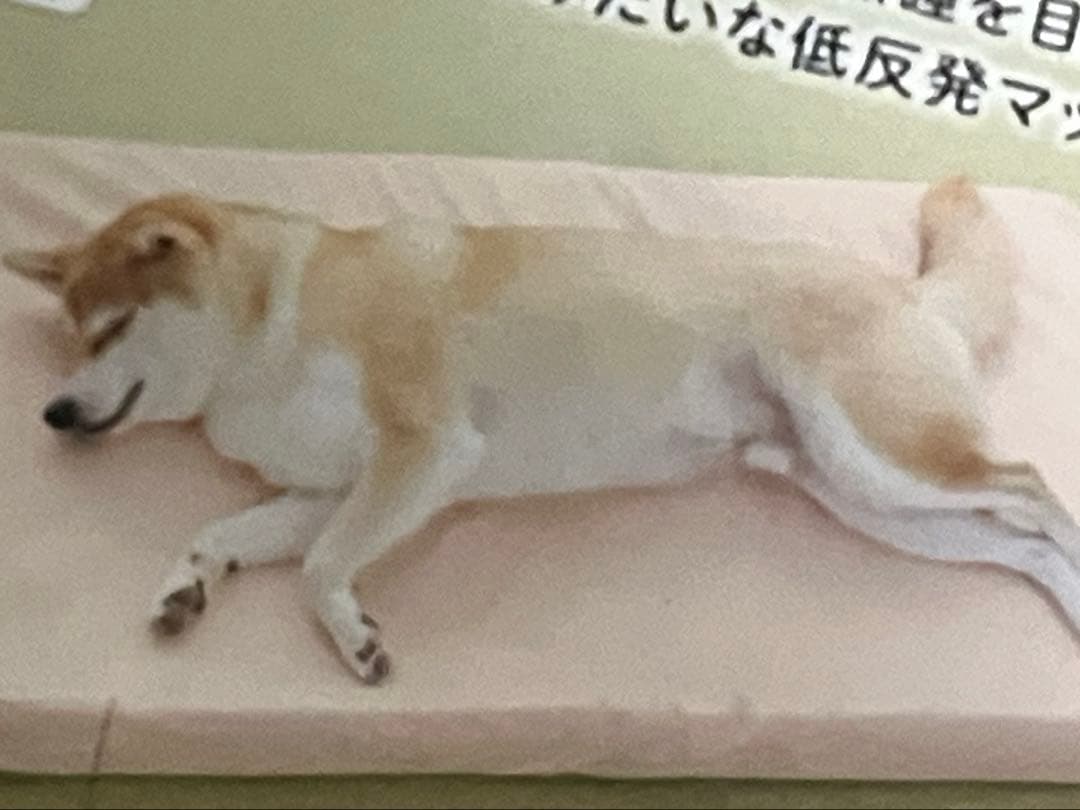 PEPPYアルテア体圧分散マット Lサイズ