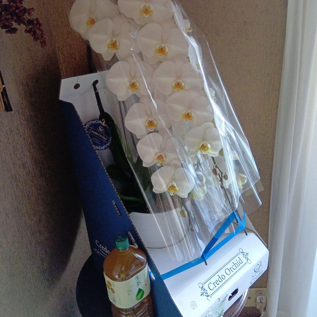 大輪胡蝶蘭３本立8寸鉢新品