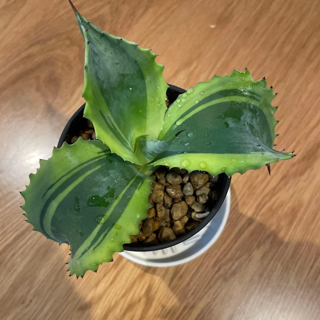アガベ　サルミアナ　リップルエフェクト　発根済