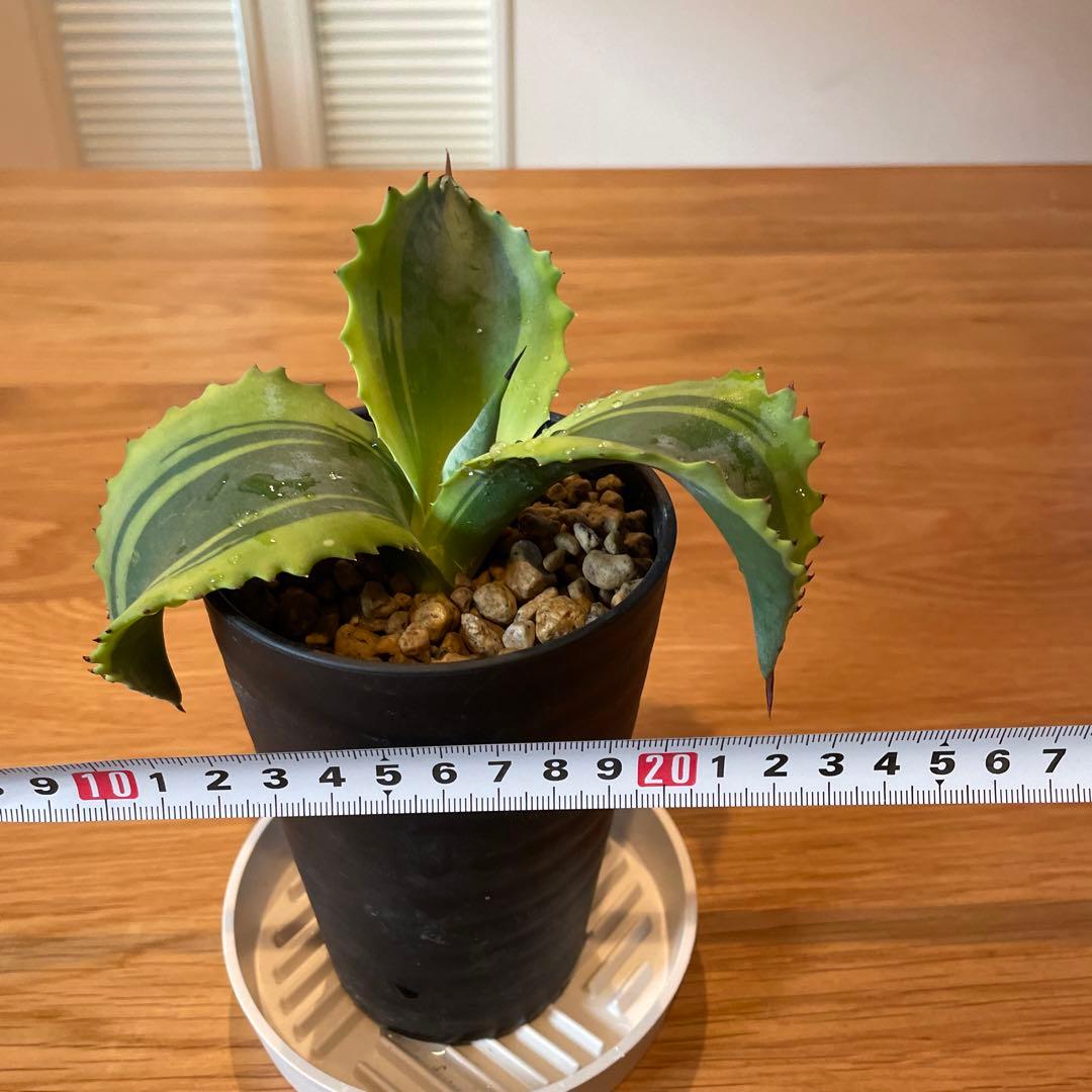 アガベ　サルミアナ　リップルエフェクト　発根済