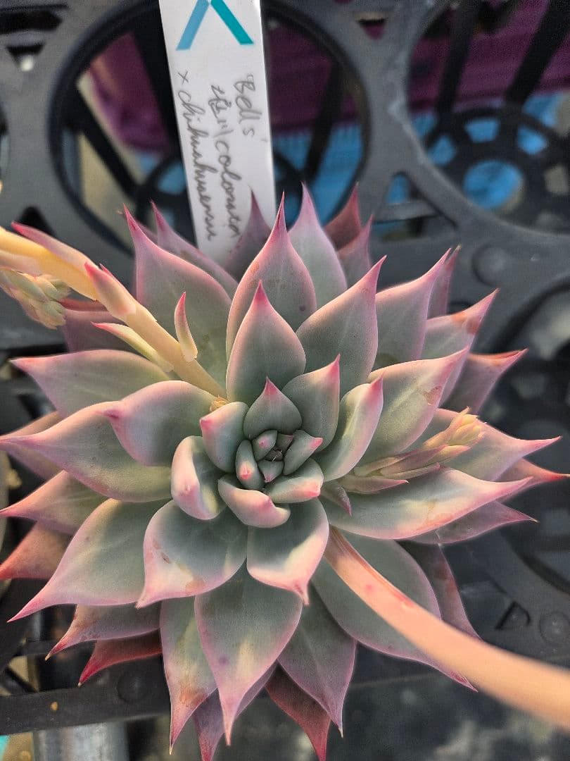 多肉植物…エケベリア♬サボテン相談室☆bell's堀川コロラータ×チワワエンシス