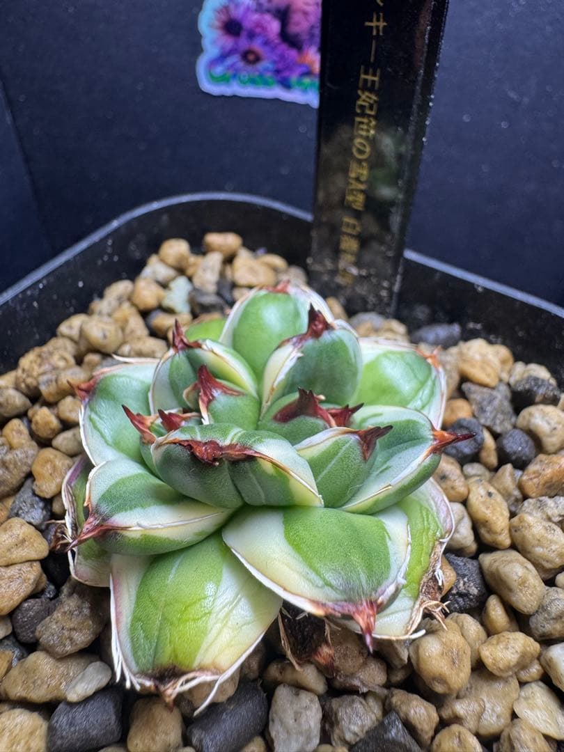 アガベ2頭株ピンキー王妃笹の雪A型　白覆輪