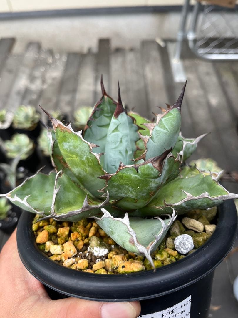 アガベ　BB beast ロイヤル