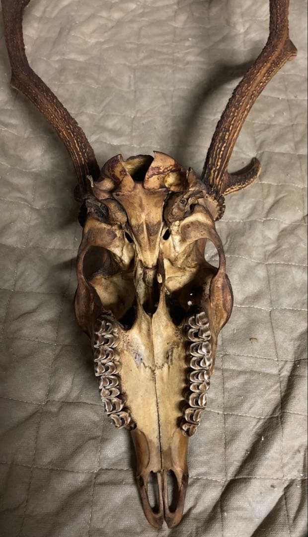 鹿の角　頭蓋骨　インテリアオブジェ　ニホンジカ