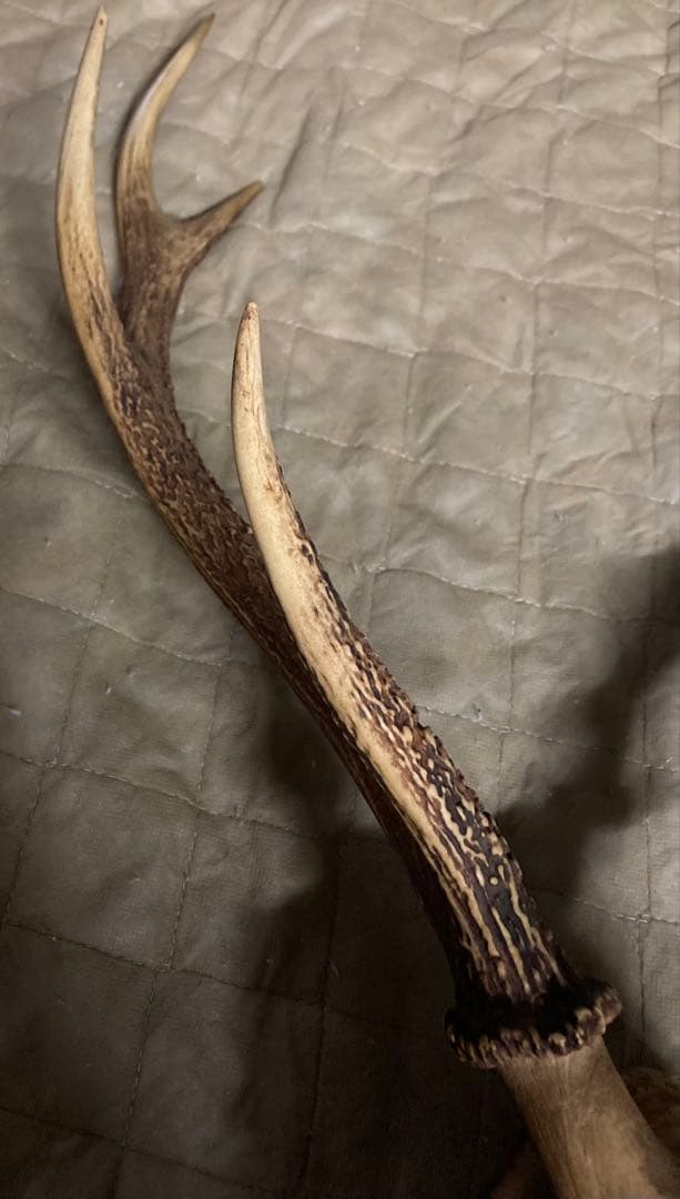 鹿の角　頭蓋骨　インテリアオブジェ　ニホンジカ