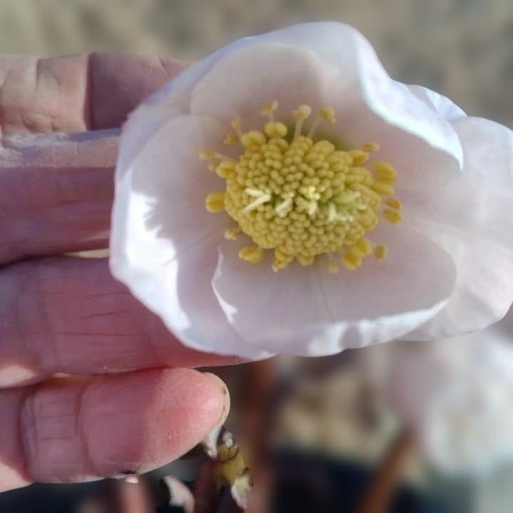 広瀬園芸ヘレボルス ニゲ桃色開花株