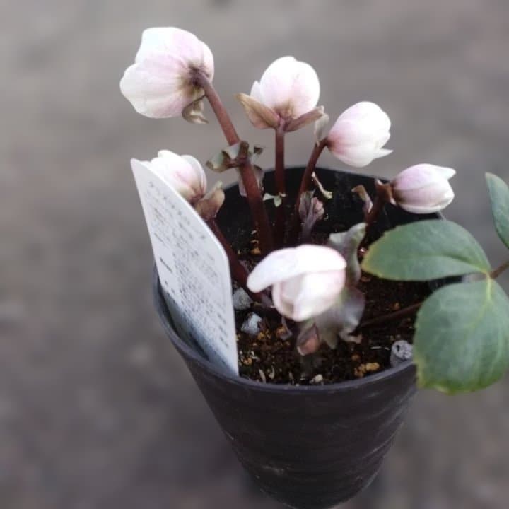 広瀬園芸ヘレボルス ニゲ桃色開花株