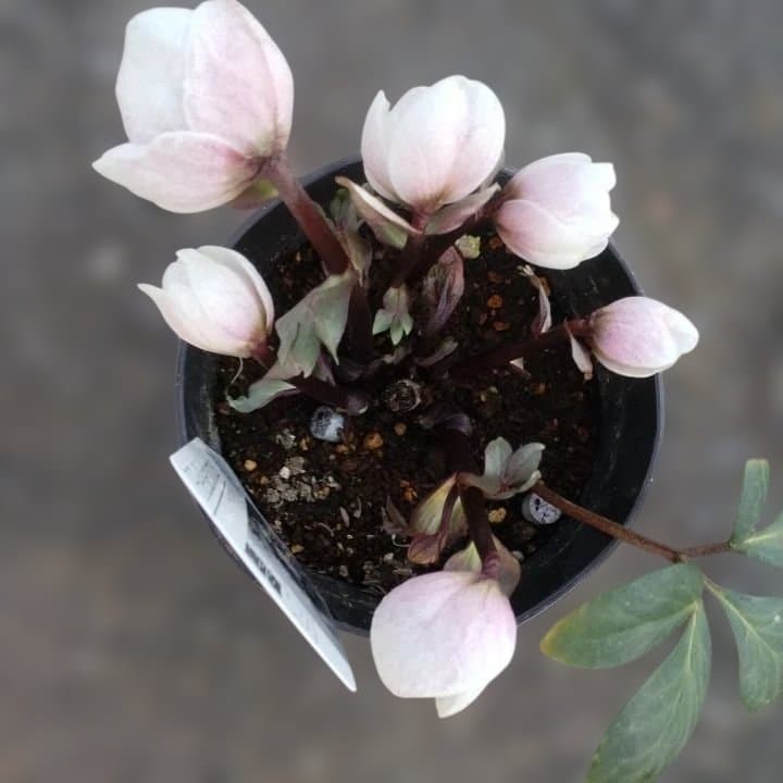 広瀬園芸ヘレボルス ニゲ桃色開花株