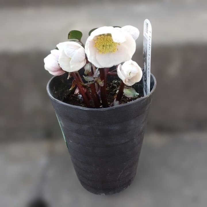 広瀬園芸ヘレボルス ニゲ桃色開花株