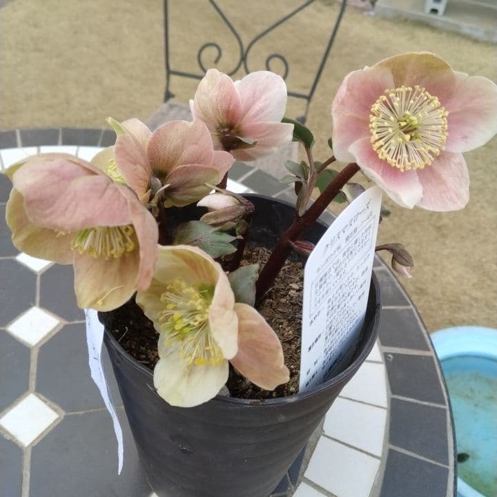 広瀬園芸ヘレボルス ニゲ桃色開花株