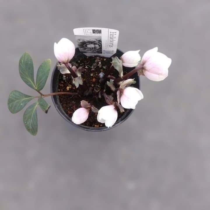 広瀬園芸ヘレボルス ニゲ桃色開花株