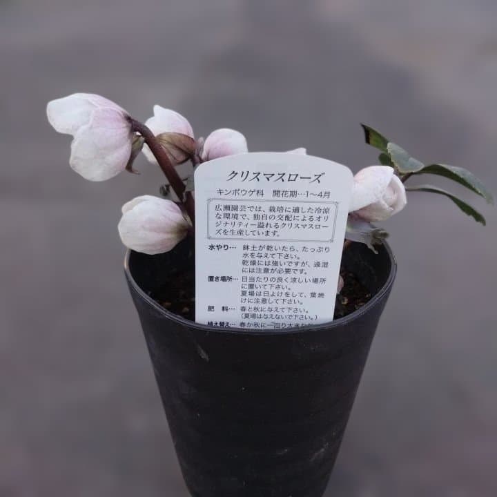 広瀬園芸ヘレボルス ニゲ桃色開花株