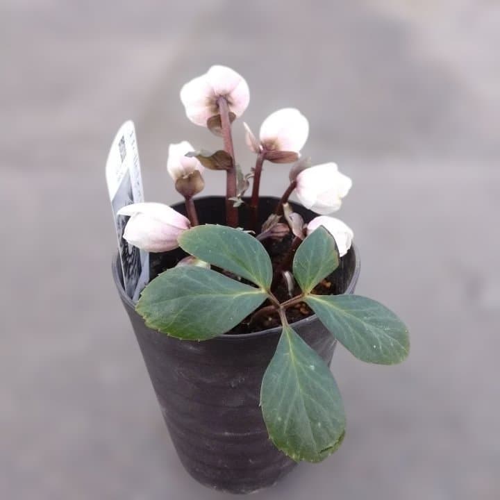 広瀬園芸ヘレボルス ニゲ桃色開花株