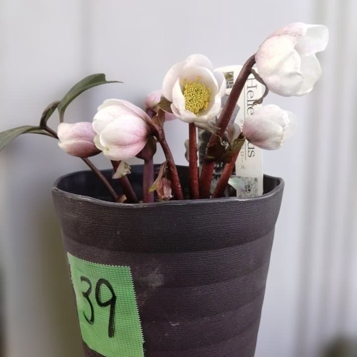 広瀬園芸ヘレボルス ニゲ桃色開花株