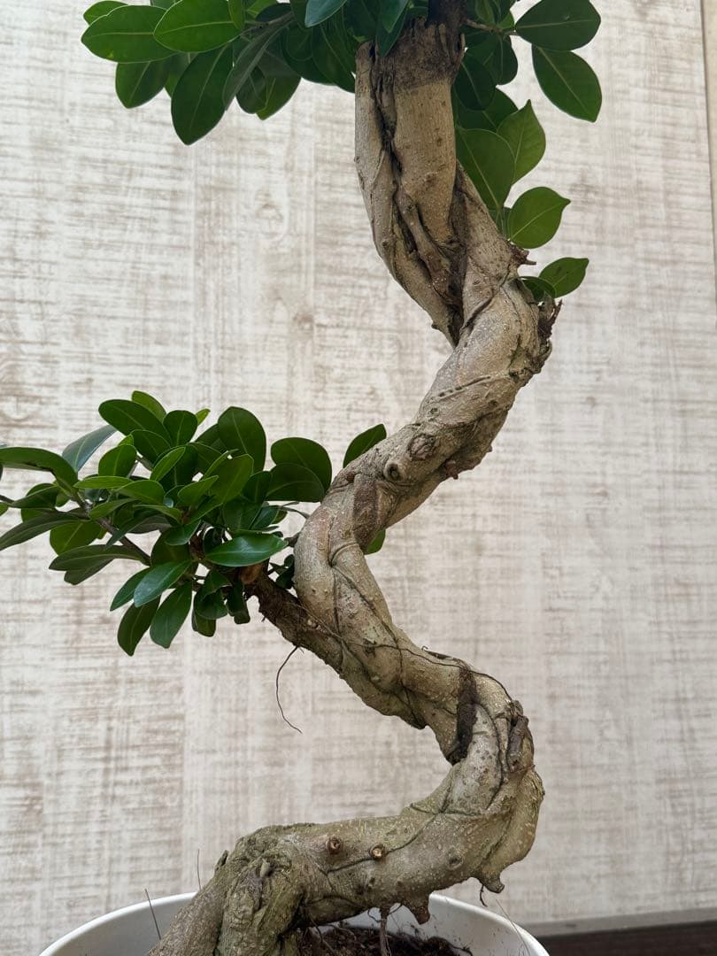 ☆ ガジュマル♪ 沖縄産原木◦太幹ねじり 80cm ⑦号♪