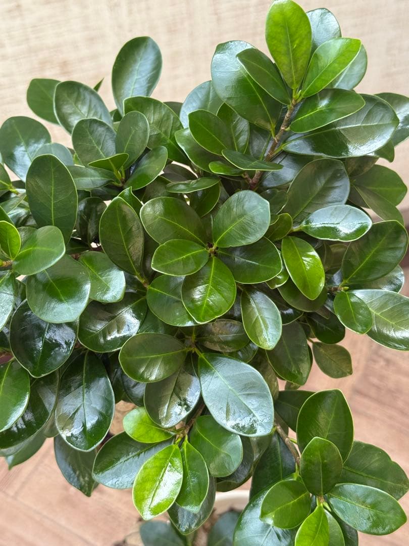 ☆ ガジュマル♪ 沖縄産原木◦太幹ねじり 80cm ⑦号♪