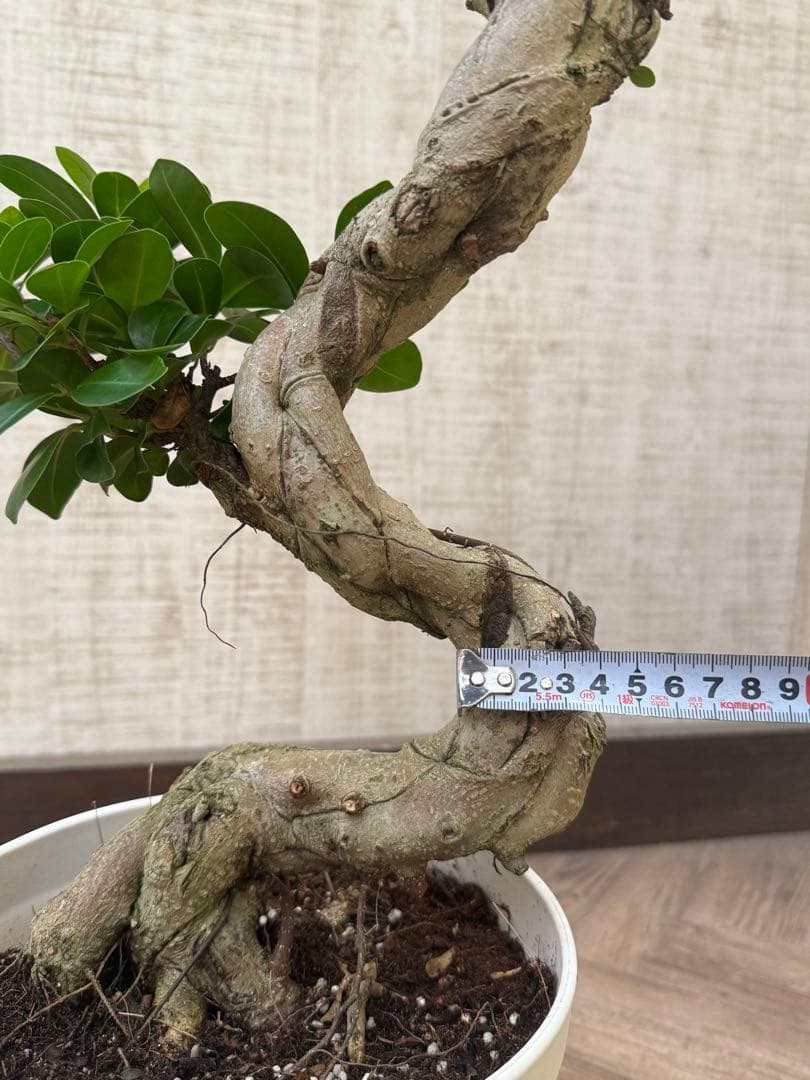 ☆ ガジュマル♪ 沖縄産原木◦太幹ねじり 80cm ⑦号♪