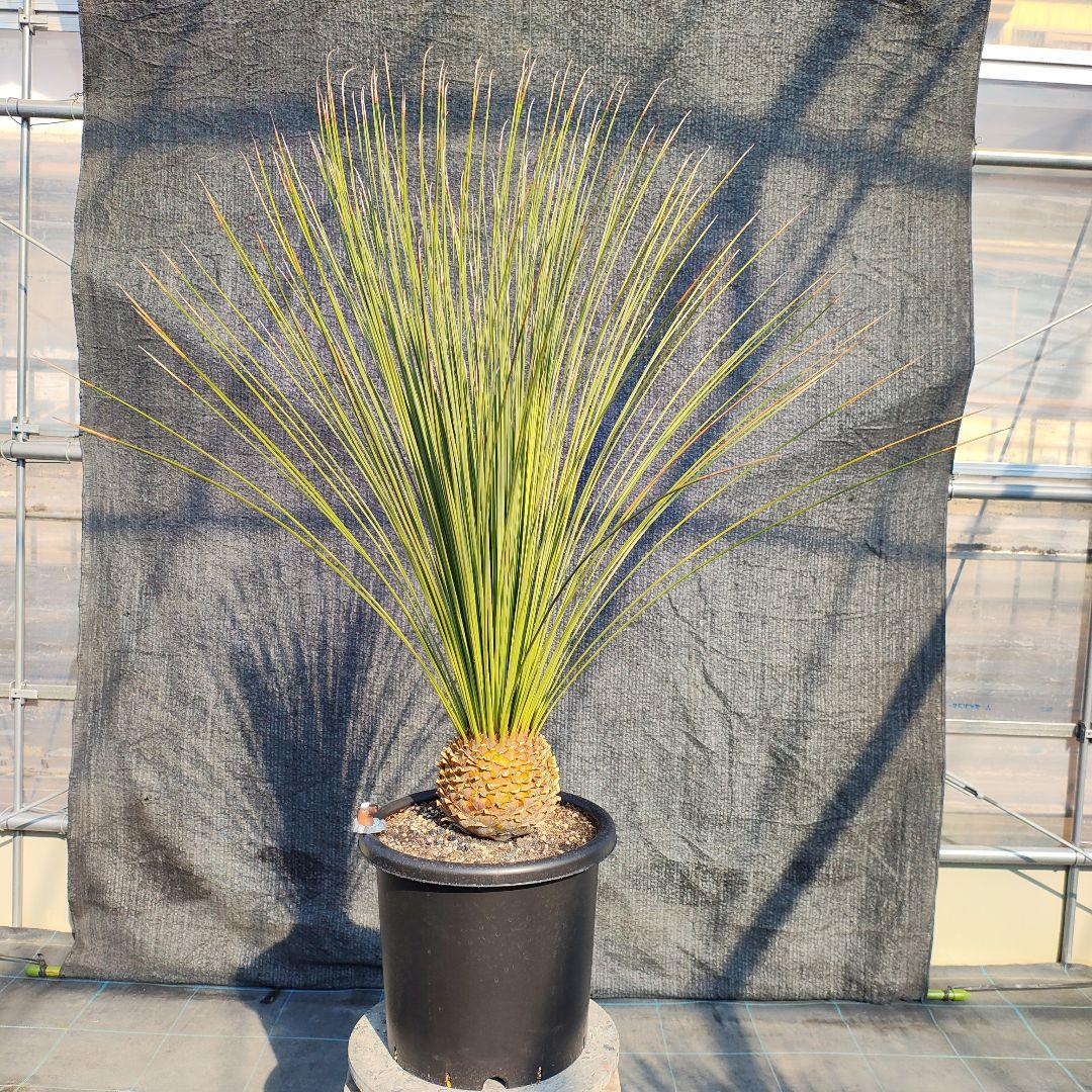 ダシリリオン ロンギシマム