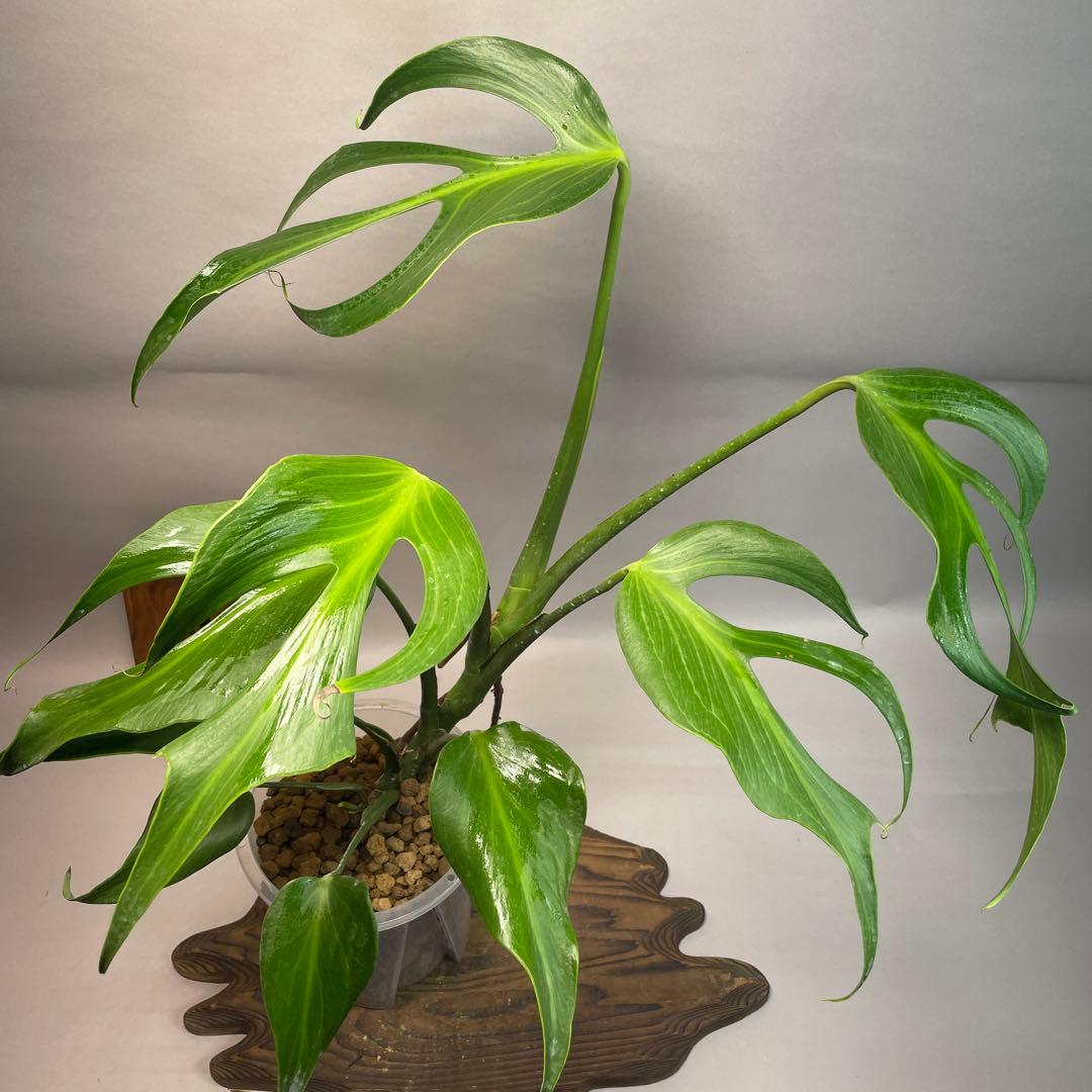 モンステラ バールマルクスフレーム lsw508