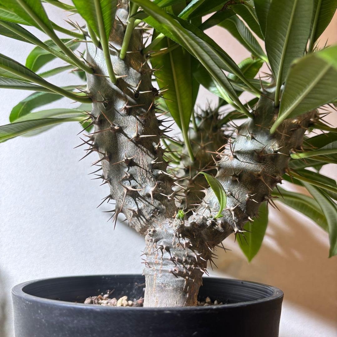 【トリプルヘッド】パキポディウム ラメリー レア 多頭