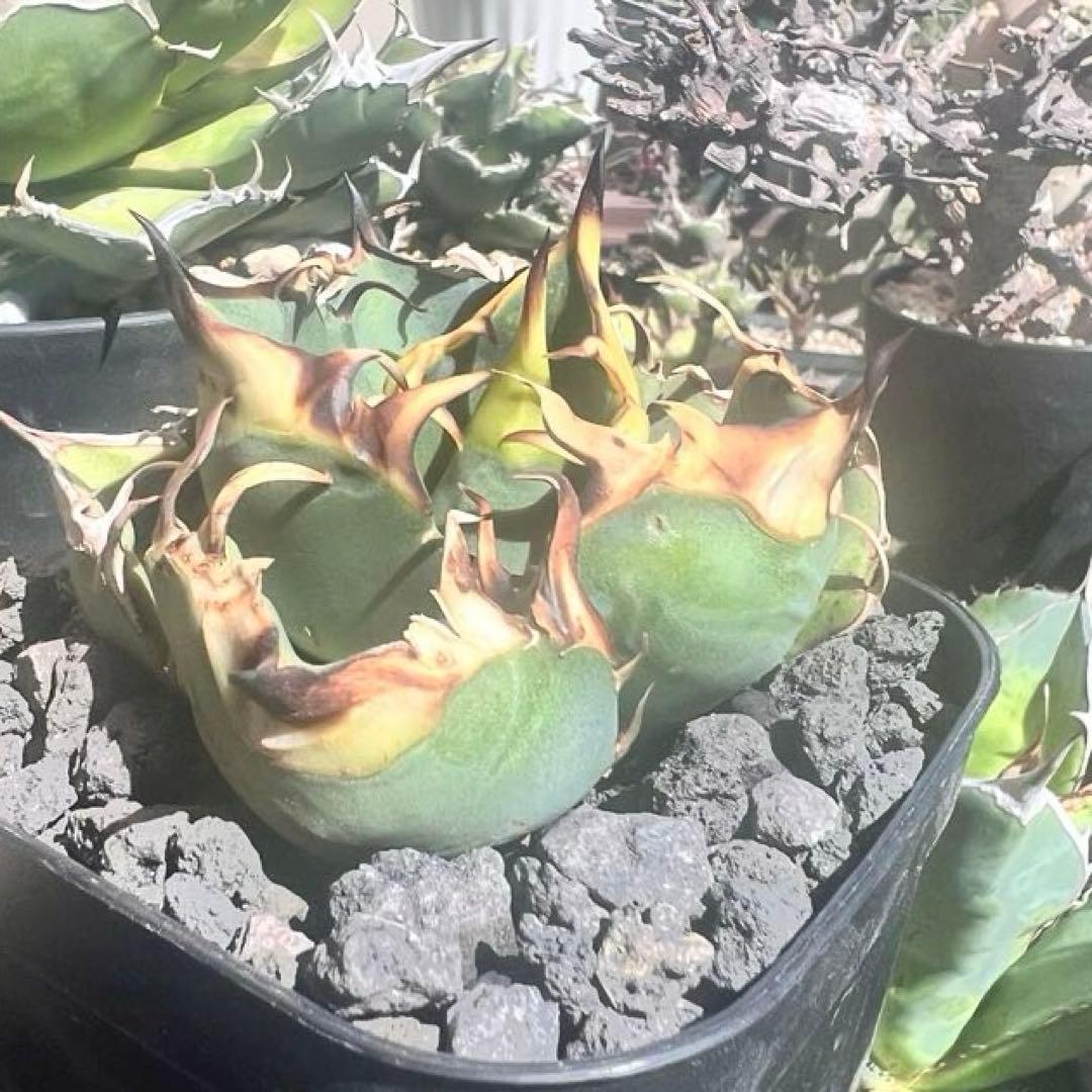 アガベ　オテロイ実生　子株