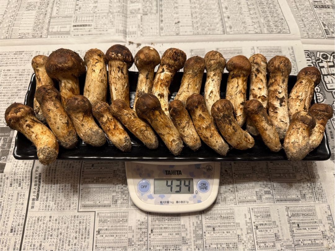 松茸　北海道　400g コロ　国産　④