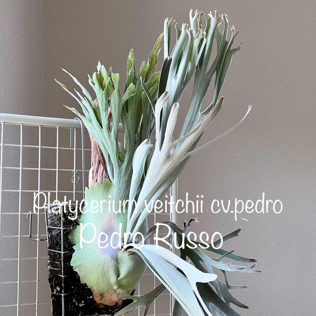 OC株 veitchii cv.pedro Tatsuta ビカクシダ31ペドロ