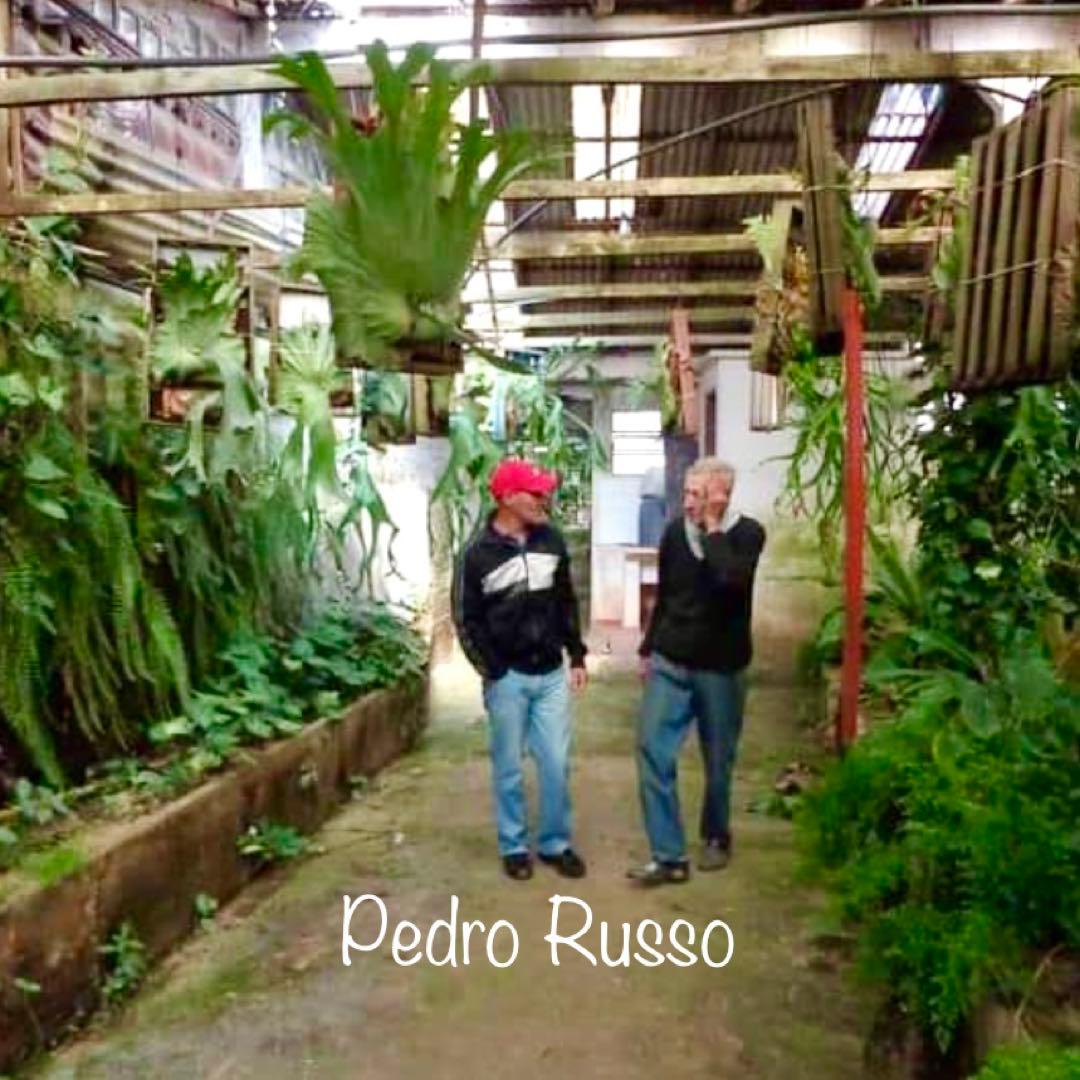 OC株 veitchii cv.pedro Tatsuta ビカクシダ31ペドロ