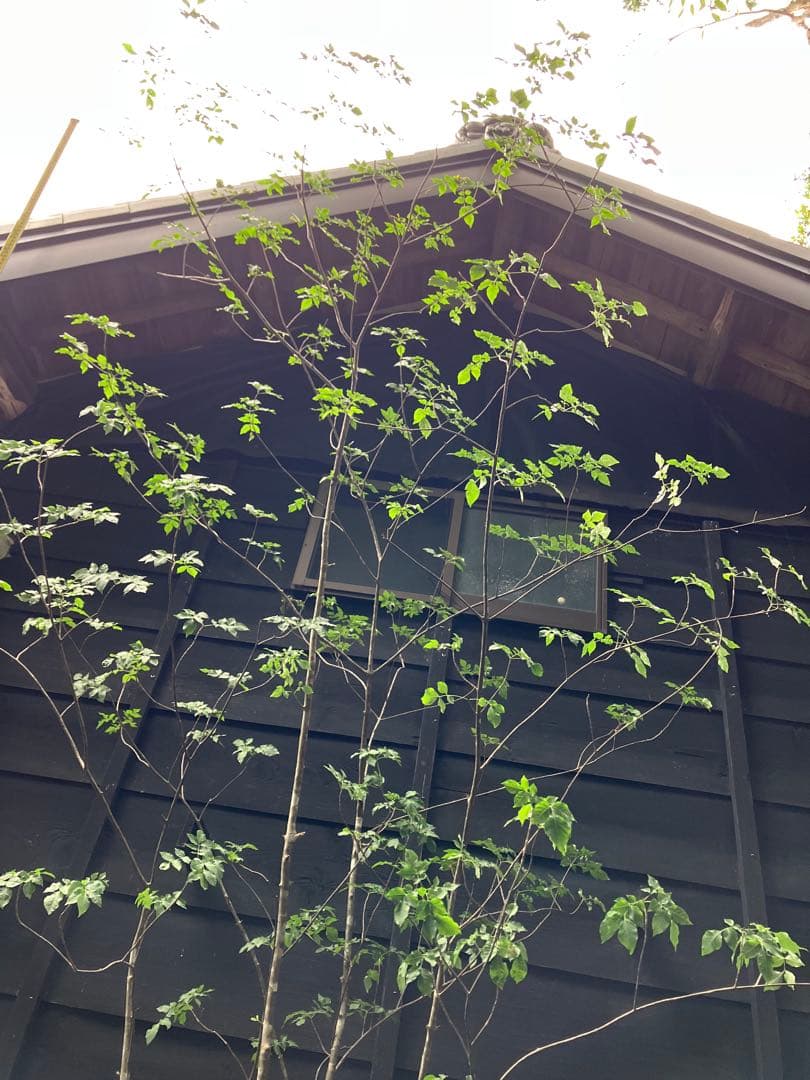 54 山採り　アオダモ