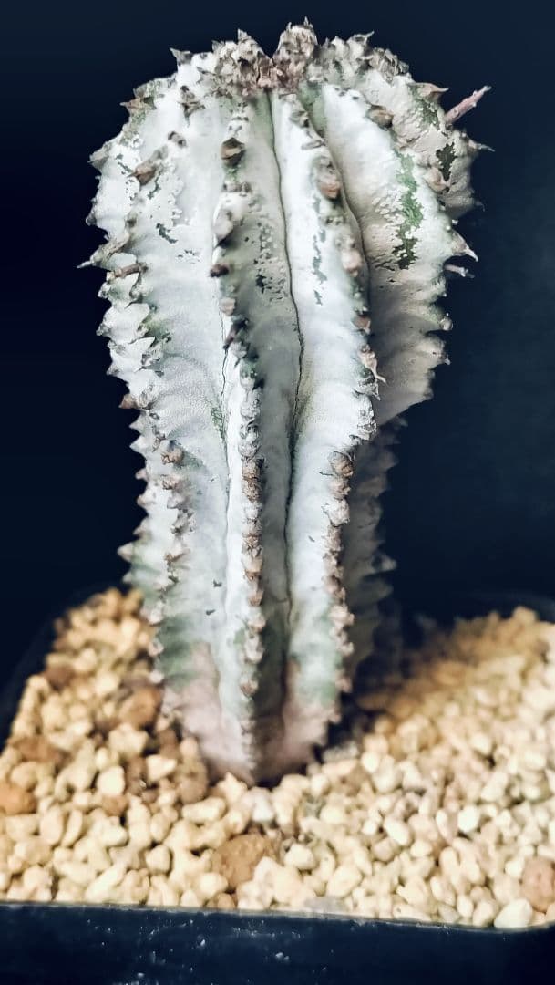 ユーフォルビア　ホリダ　極選　白肌個体　ホリダマニア友人から