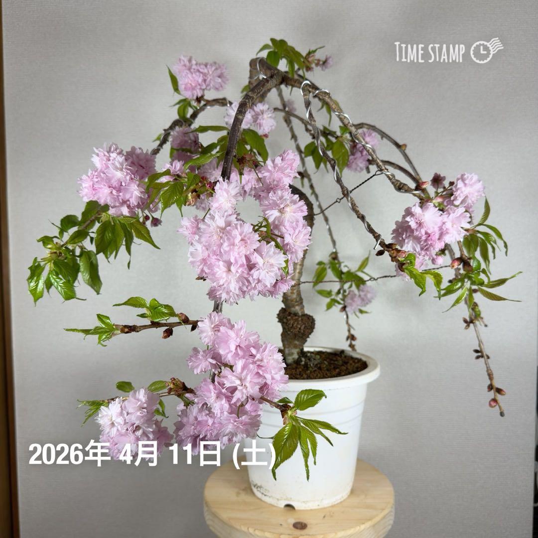 桜　菊枝垂れ桜