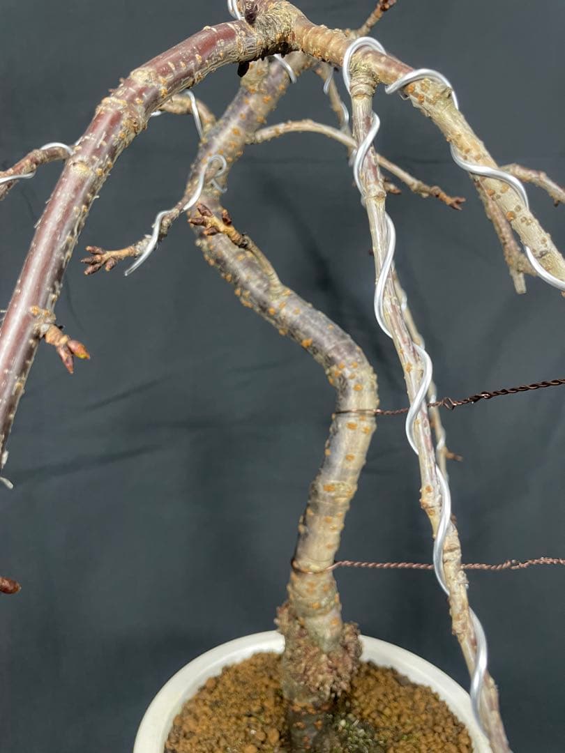 桜　菊枝垂れ桜