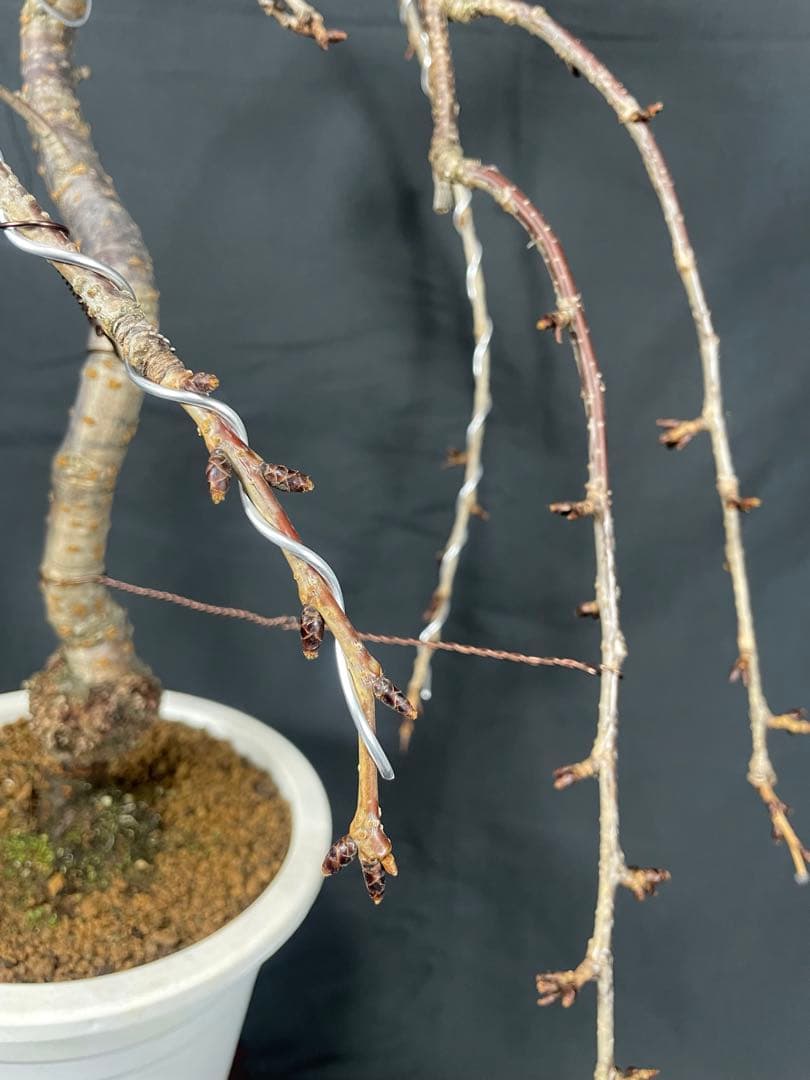 桜　菊枝垂れ桜