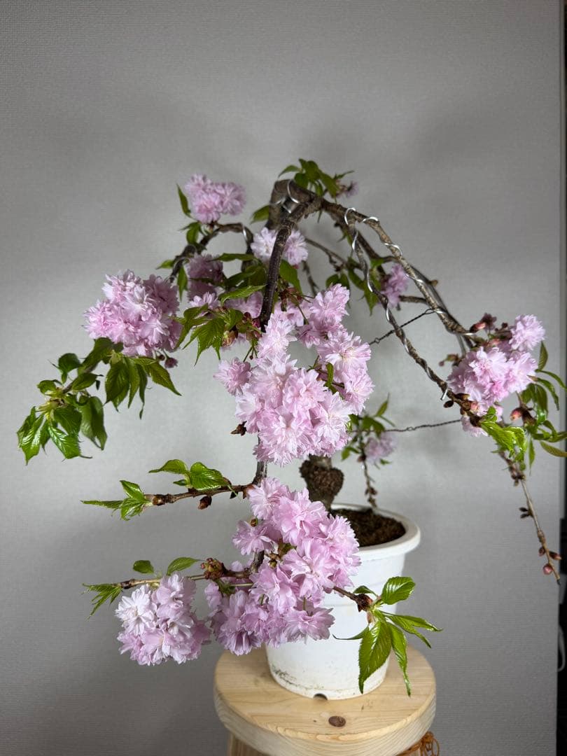 桜　菊枝垂れ桜