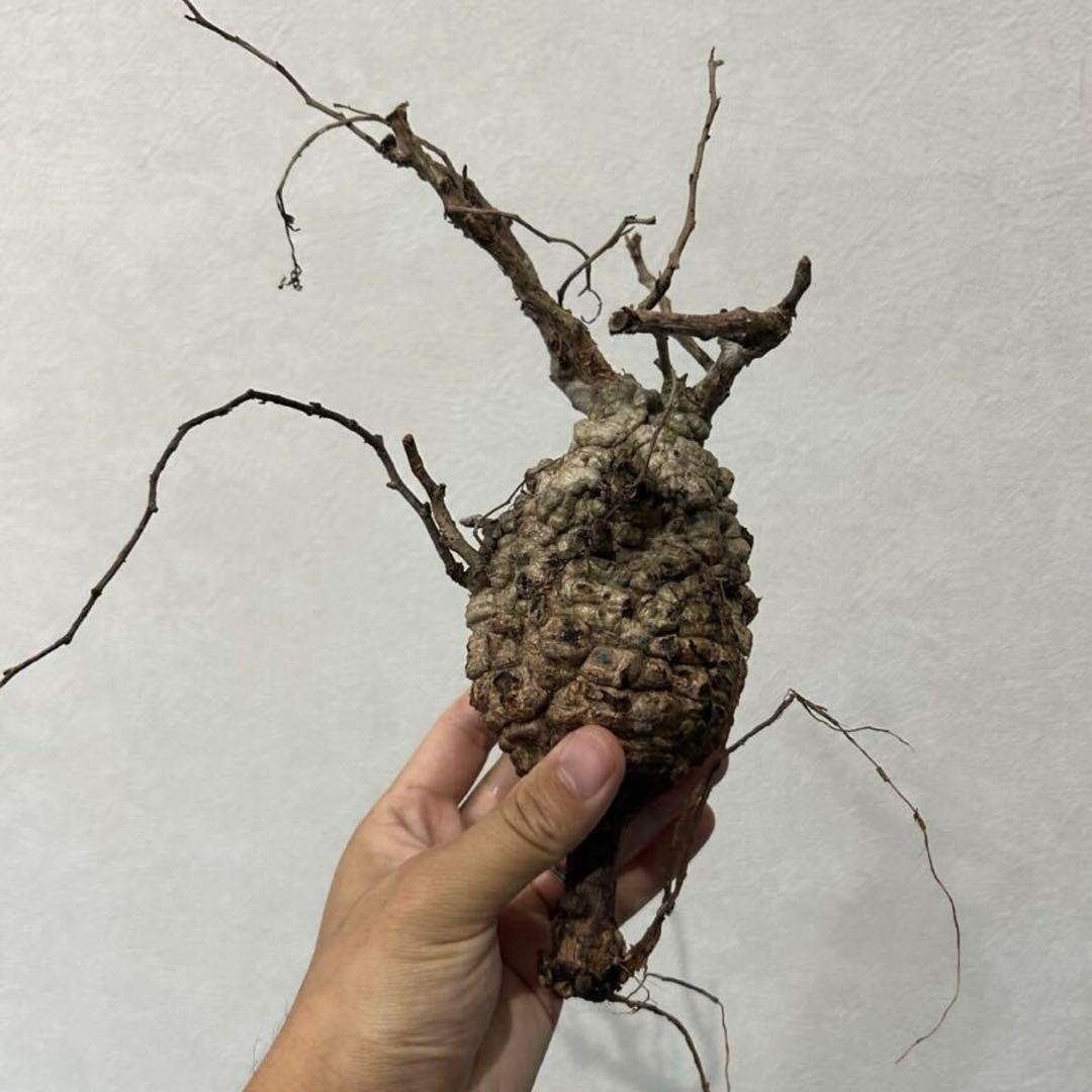 オペルクリカリア パキプス　現地発根株　発根管理中