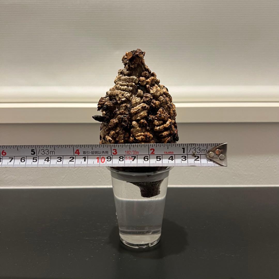 オペルクリカリア パキプス　現地発根株　発根管理中