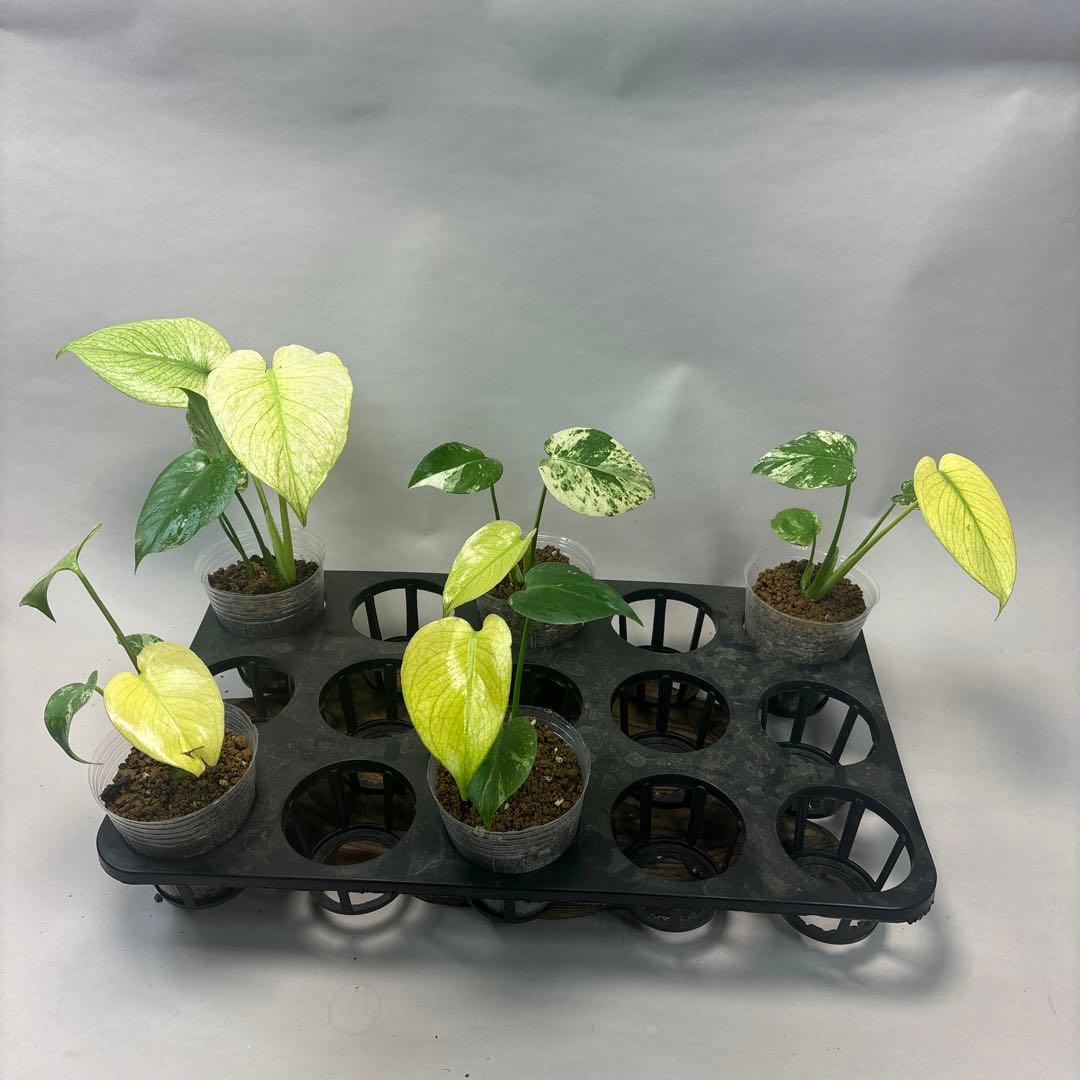 た*ん様 5株セットms42【特別選抜】ホワイトモンスター／天津蘭 モンステラ斑