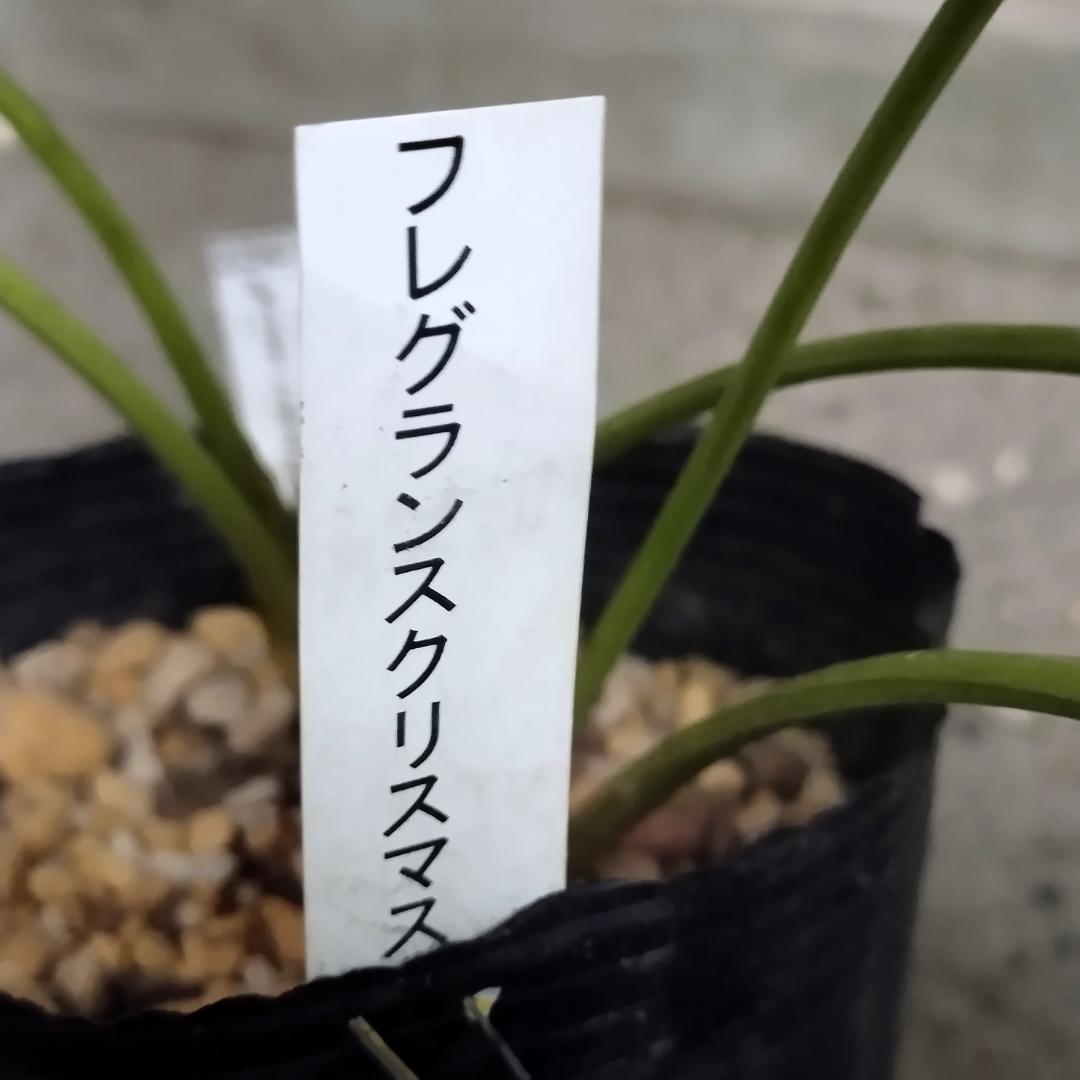 クリスマスローズ苗　加藤農園公認グロス交配フレグランス株　今期開花見込株　4号鉢