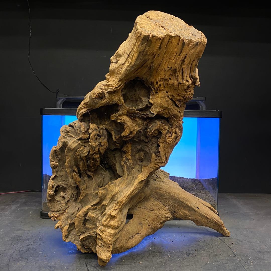 MRW-6266 特大天然流木　自立流木　1点物　枝流木　アクアリウム 爬虫類