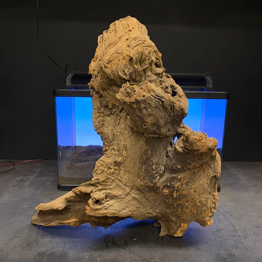 MRW-6266 特大天然流木　自立流木　1点物　枝流木　アクアリウム 爬虫類